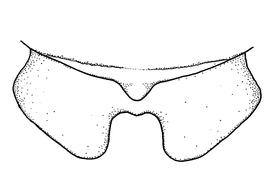   Anthidium oblongatum  male, diagram showing dorsal view of the seventh tergum (T7), diagram from Gonzalez and Griswold 2013 
